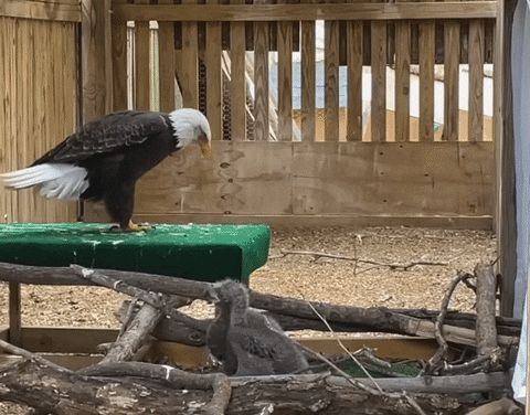 cuteanimalland giphyupload GIF