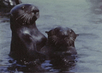 Vintage Swimming GIF by US National Archives