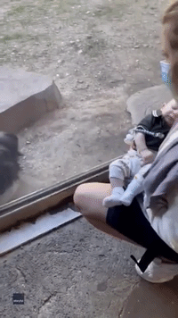 Newborn Baby Meets Gorilla