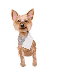 Yorkie Sticker