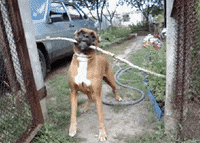 Dog Gate GIF