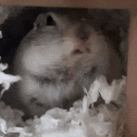 Squirrel GIF