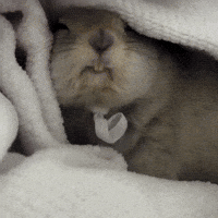 Year Of The Horse Squirrel GIF