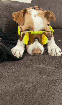 Dog Begging GIF by Pit Viper