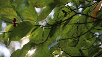 Sun Leaves GIF by JC Property Professionals