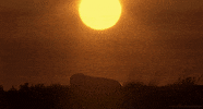 polar bear GIF