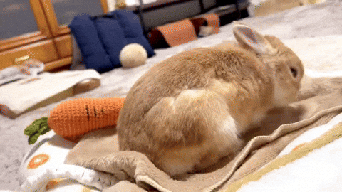 cuteanimalland giphyupload GIF