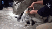 Sea Otter GIF by Georgia Aquarium