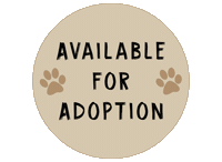 Cat Dog Sticker by New Collar Collective