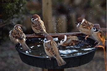 birds humans GIF
