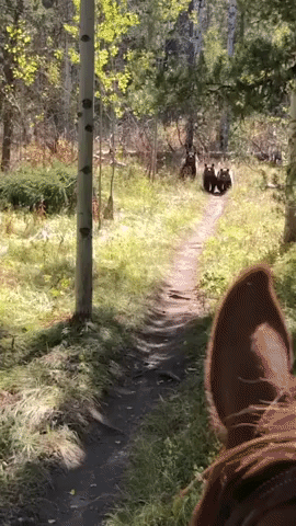 Horse Rider Encounters Family of 'Curious' Bears in Wyoming Mountains
