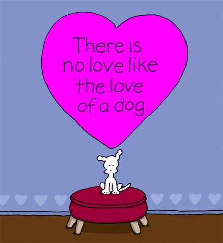 chippythedog love dog dogs chippythedog GIF