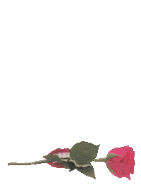 Rose Love Sticker by BIMBA Y LOLA