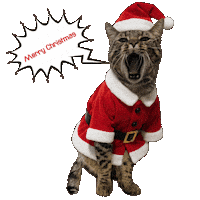 Merry Christmas Cat Sticker