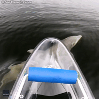 Friendly Florida Dolphin Keeps Canoeist Company