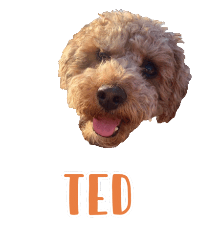 Dog Ted Sticker