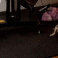 GIF by Martin