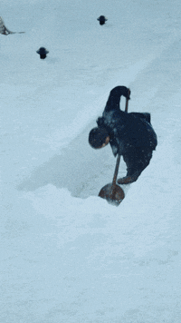 peroninastroazzurro beer snow winter thank you GIF