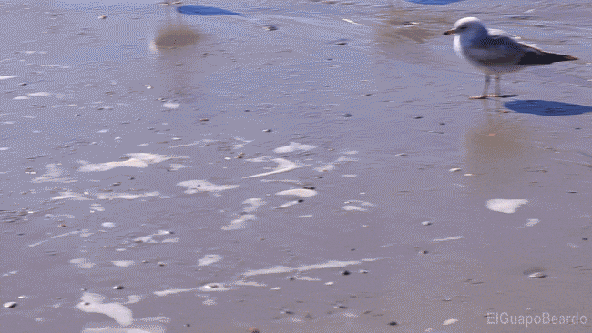 Loop Bird GIF