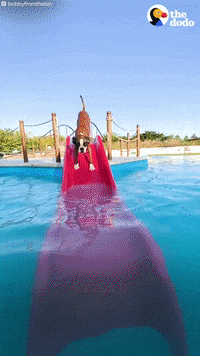 Happy Dog GIF by The Dodo
