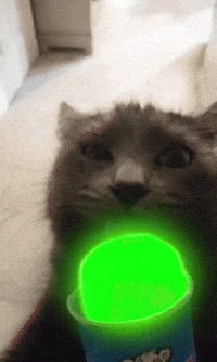 Cat Meow GIF