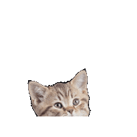 Cat Wow Sticker by Joom Marketplace