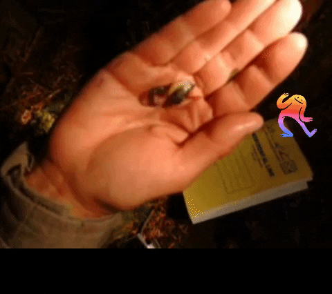 johncryan3 giphygifmaker giphyattribution slugs mollusks jumpingslugs biodiversity kristiinaovaskaweirdspecies GIF