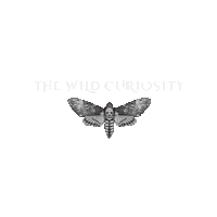 Natural History Goth Sticker by The Wild Curiosity