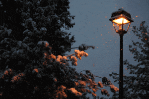 Snow Trees GIF