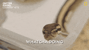 National Geographic Snake GIF by Nat Geo Wild