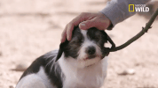 doggie winter wonderland pupparazzi GIF by Nat Geo Wild