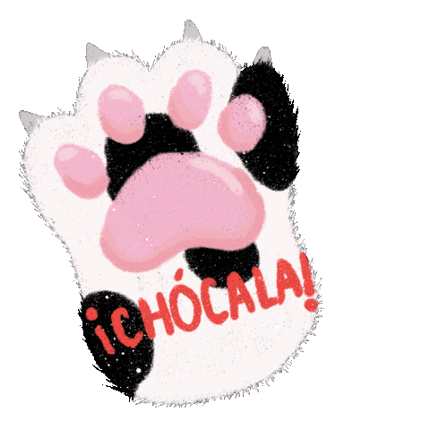 XindyFly_ cat gatito chocala xindyfly Sticker