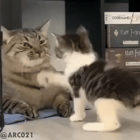 Cat Fight GIF