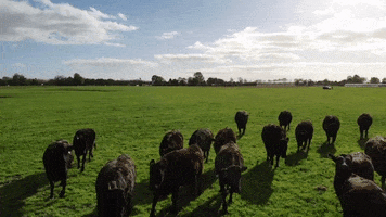 Grutto cow wagyu grutto koopeenkoe GIF