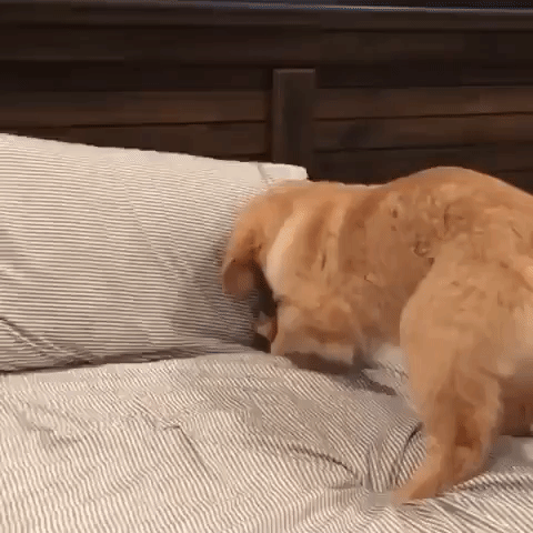 Golden Retriever Attempts to Hide Bone Under Pillows