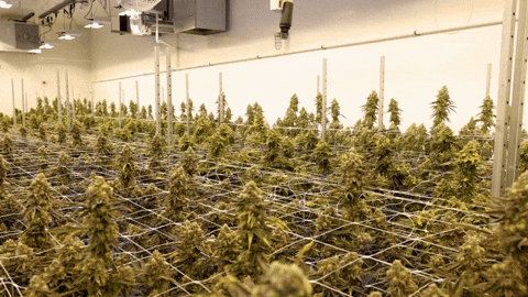 Plant Grow GIF by Exclusive Brands