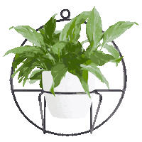 Flowers Dom Sticker by Homebook