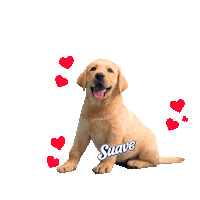 Dog Labrador Sticker by BCW Perú