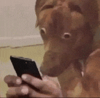 Shocked Dog GIF