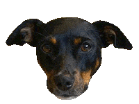 Dog Terrier Sticker by Os Paulistinhas