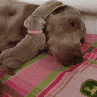 ear GIF
