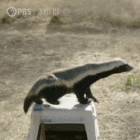 Pbs Nature Animales GIF by Nature on PBS