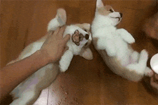 dogs puppies GIF