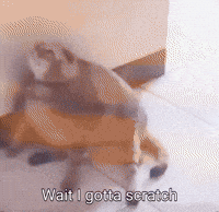 Cat GIF