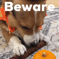 Dog Beware GIF