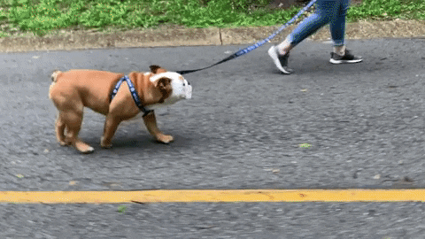 Happy Butler Bulldogs GIF by Butler University