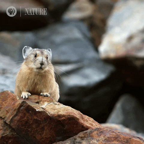 Pbs Nature GIF by Nature on PBS