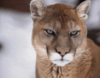 Htown Cougar GIF by University of Houston