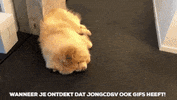 jongcdenv sammy jong mahdi pamuk GIF