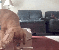 Dog Puppy GIF by Boomer The Perfect Mutt